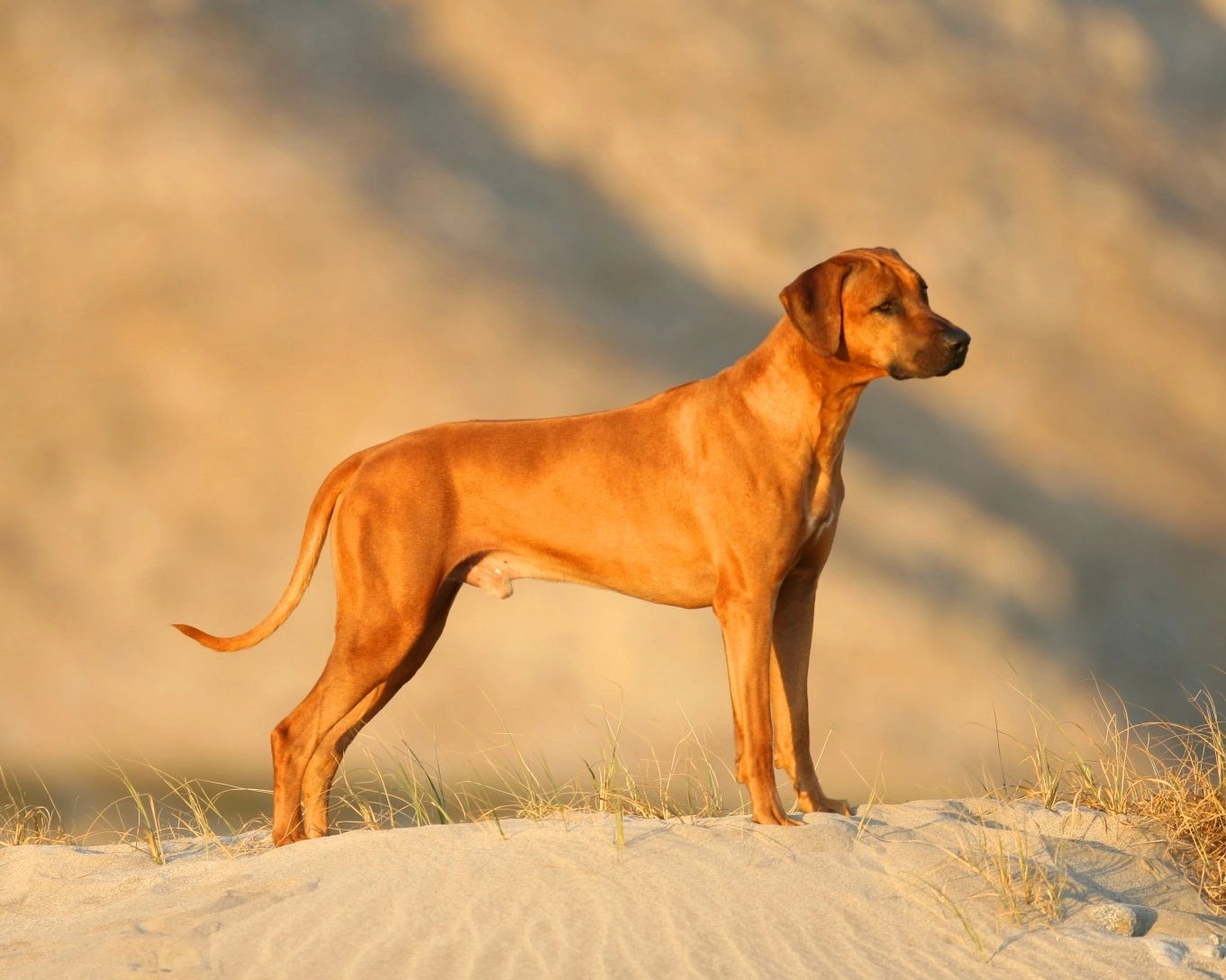 CopperRidge Ridgebacks Ridgeback Puppies Ridgeback Breeder